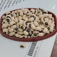 لوبیا چشم بلبلی درجه 1 