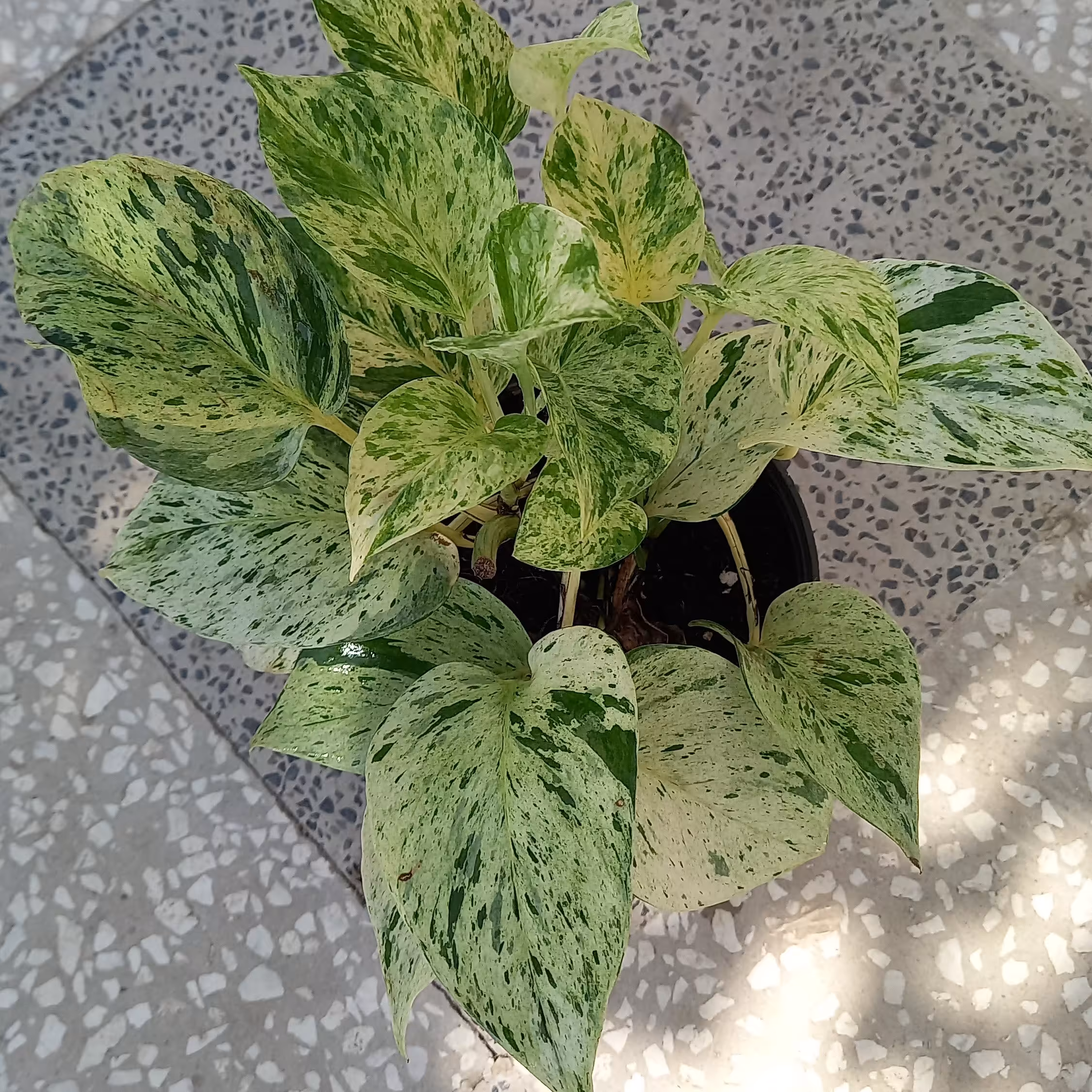 پتوس مرمری  ، در گلدان سایز 14 ، باکیفیت و خوش رنگ 