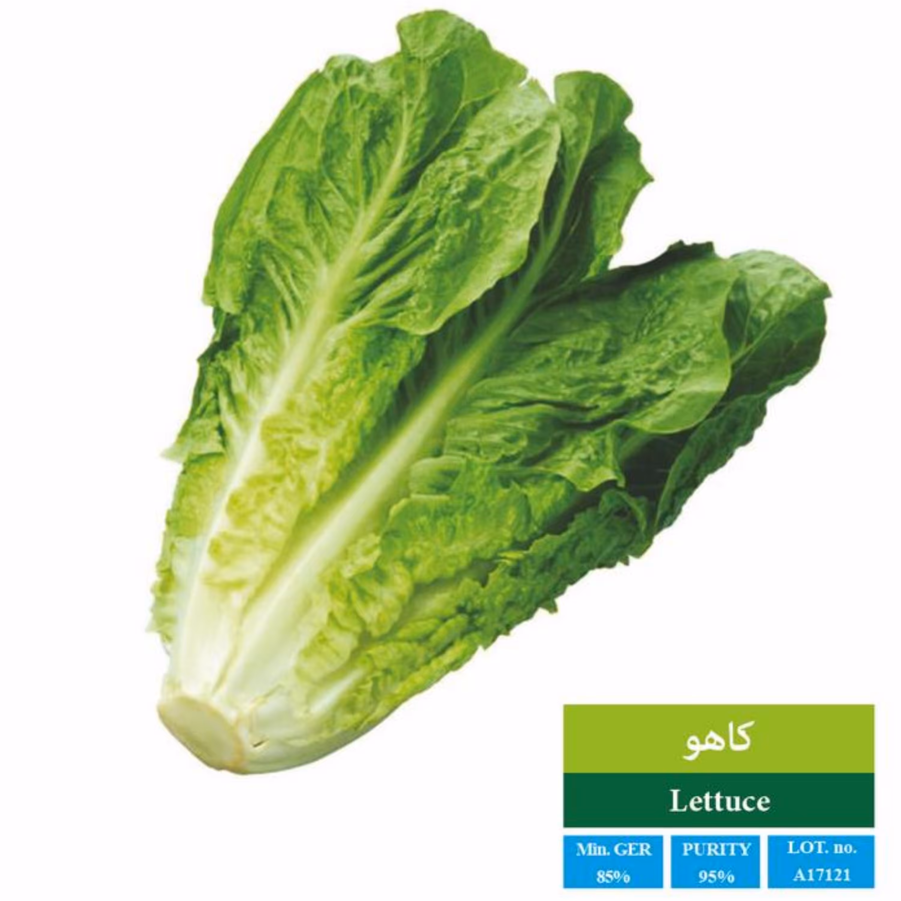 بذر کاهو معمولی بذر طلایی رویان 