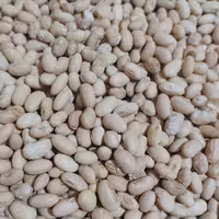 سویا برشته تازه و امساله1000گرمی