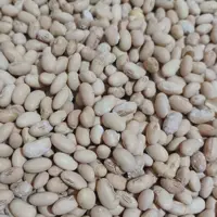سویا برشته تازه و امساله1000گرمی