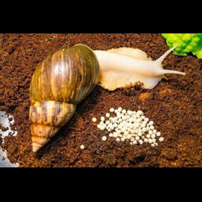 خاک حلزون کوکوپیت بسته ی 10 لیتری (پس کرایه)