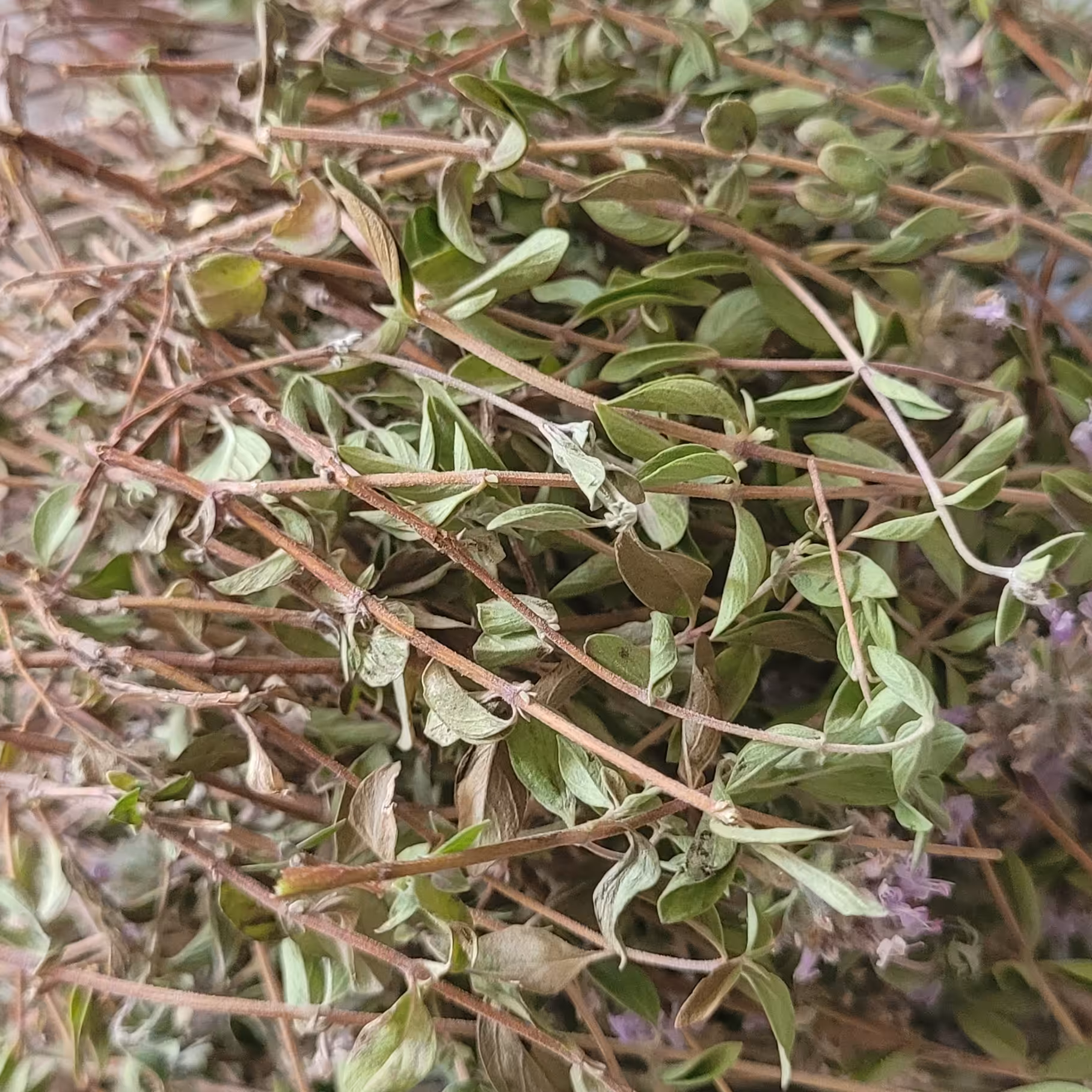 آویشن کوهی 100 گرمی