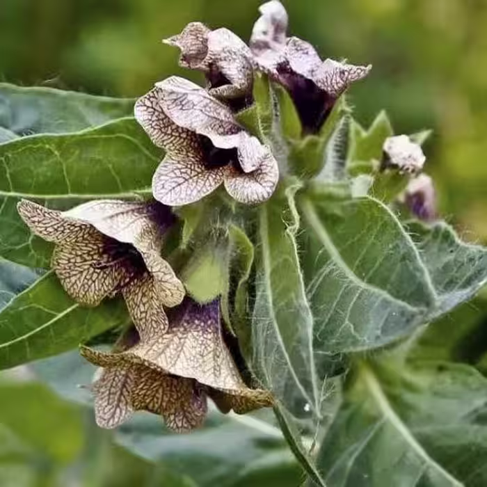 بذر بنگ دانه (بذر البنج)
