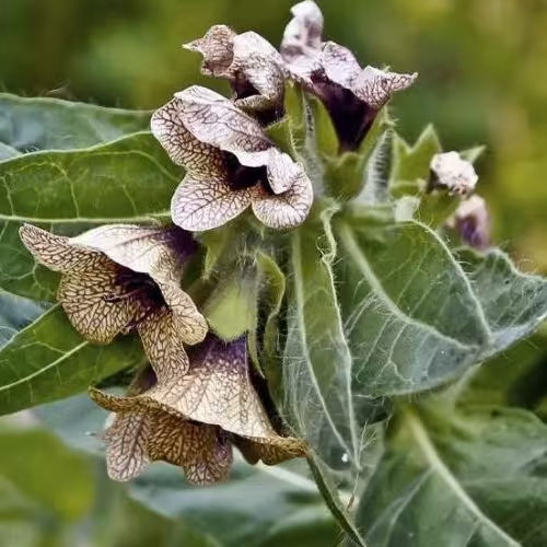 بذر بنگ دانه (بذر البنج)
