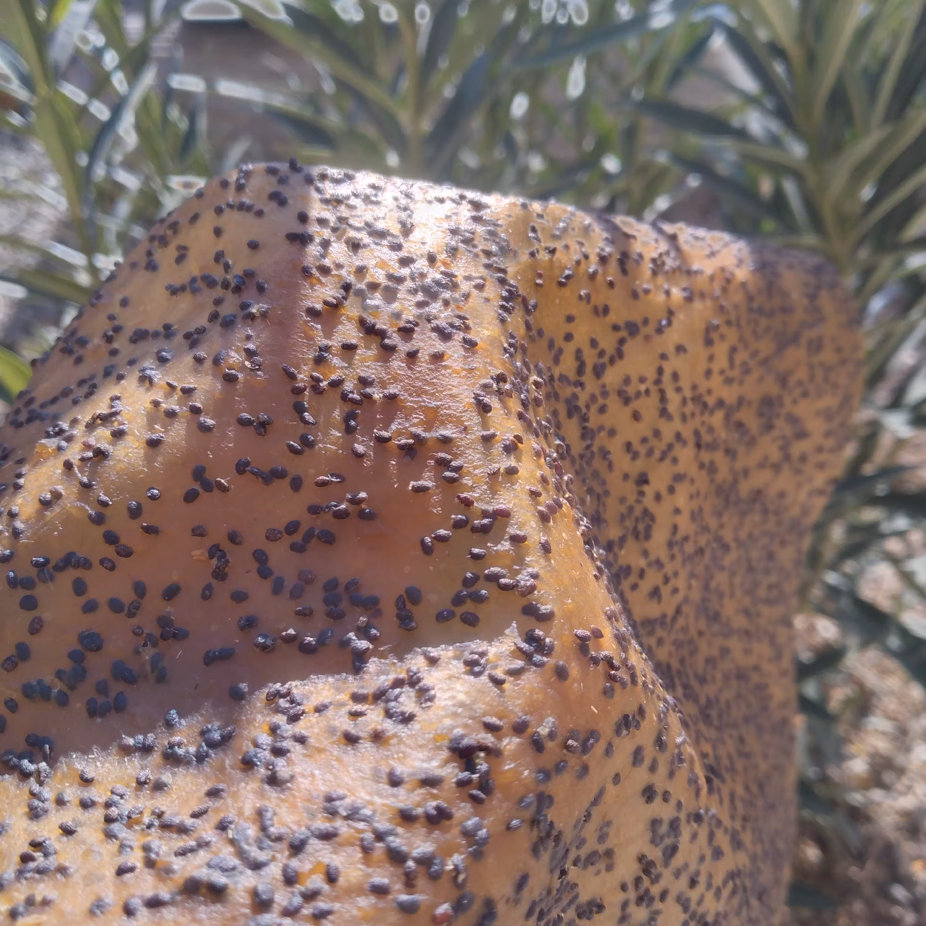 لواشک کیوی خونگی و خالص(ترش) یک کیلویی