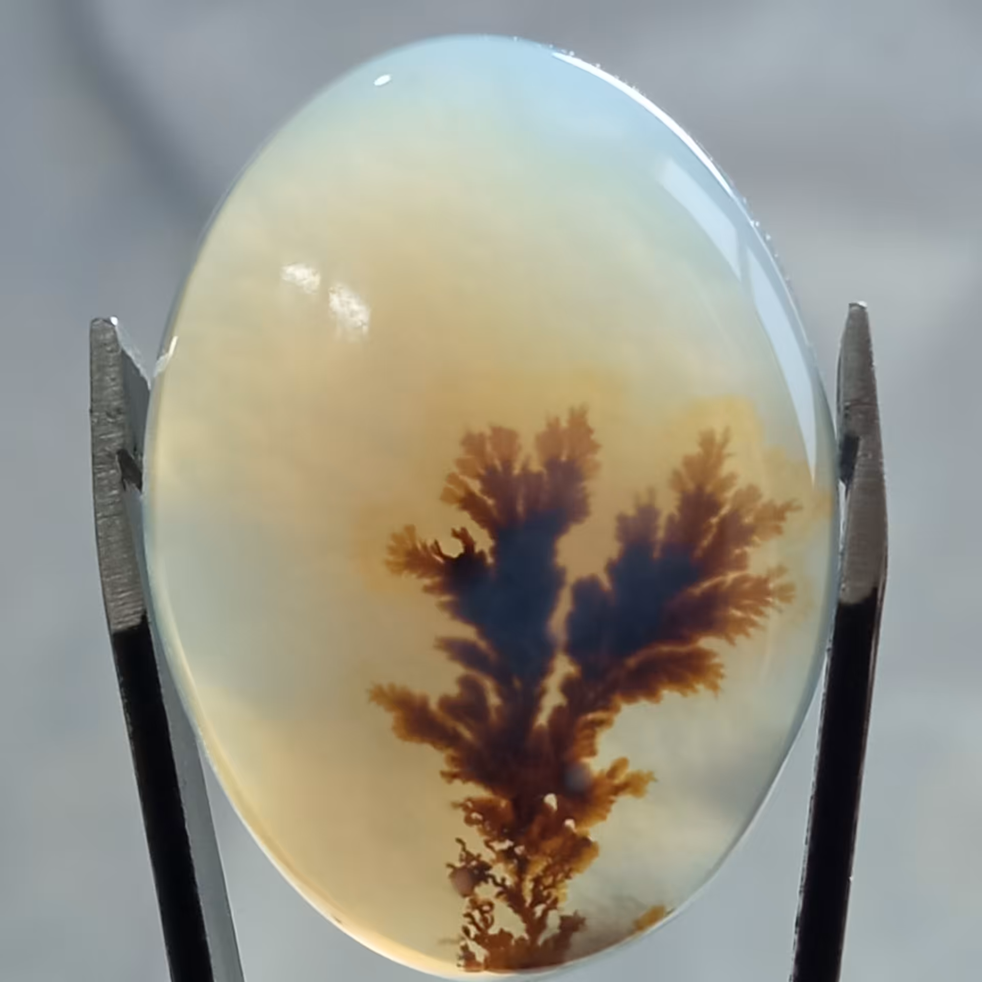 نگین تک درخت شجر قائن اصل سایز درشت مناسب انگشتر و...