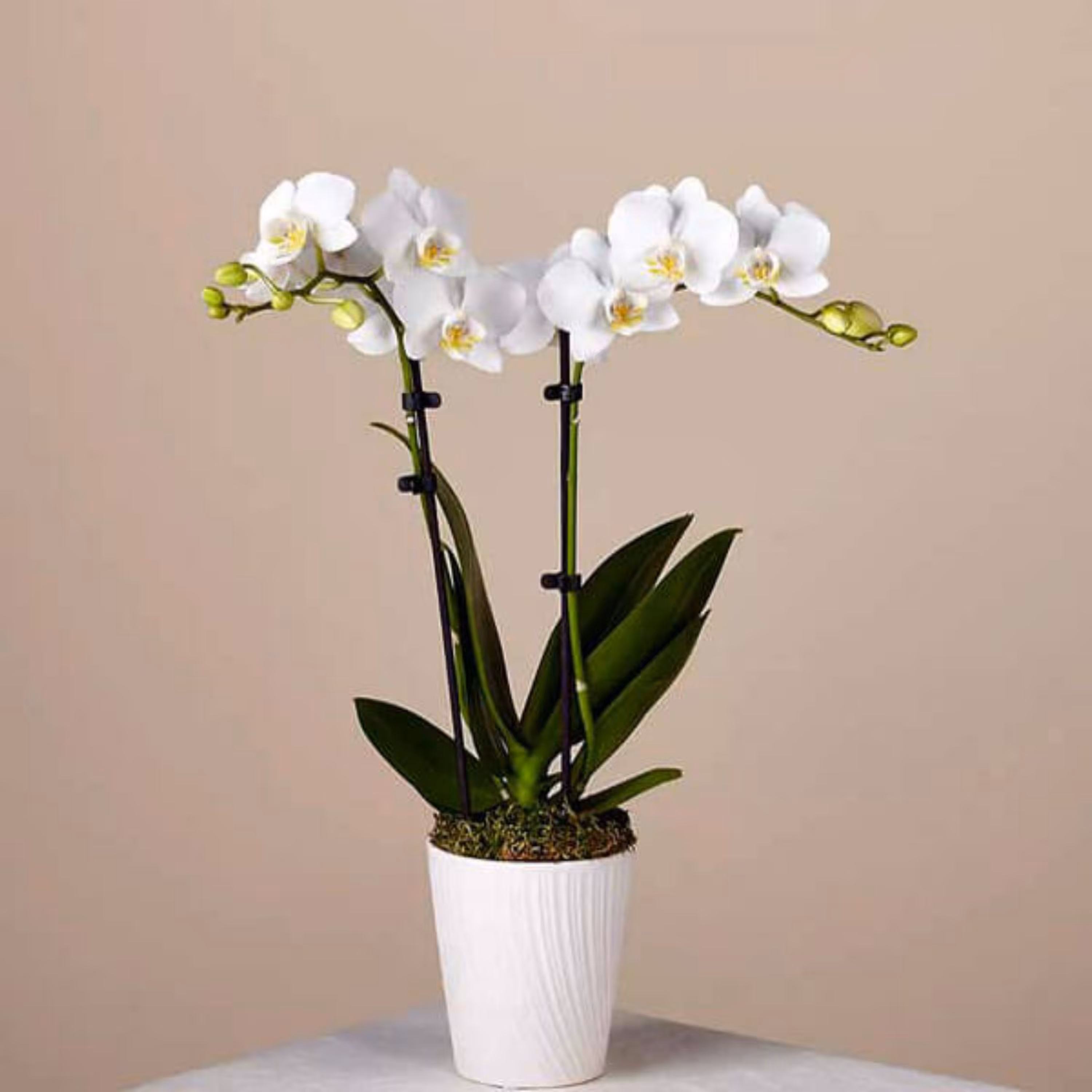 گل ارکیده سفید