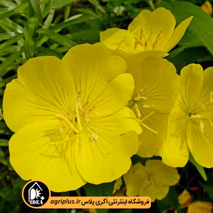 بذر گل مغربی همزادن
