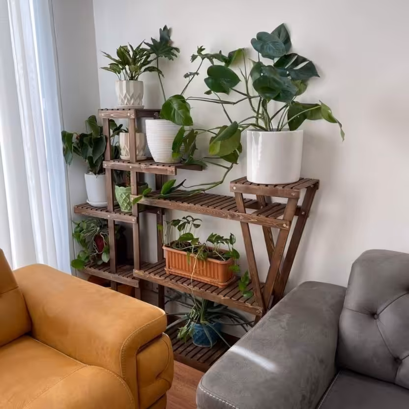 استند کد 30 قصرچوب (چوب روسی)