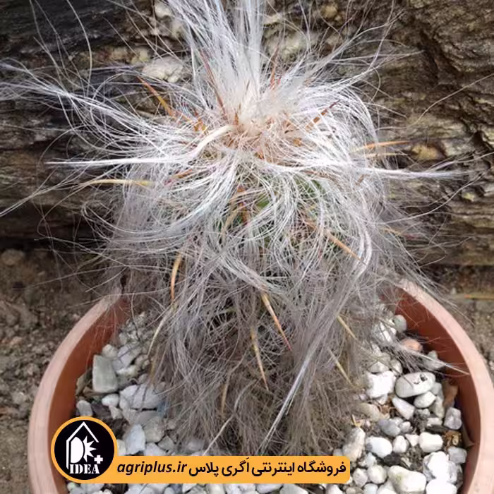 بذر کاکتوس Oreocereus Magnificus