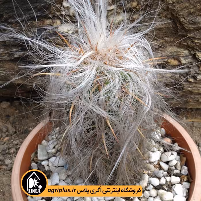 بذر کاکتوس Oreocereus Magnificus