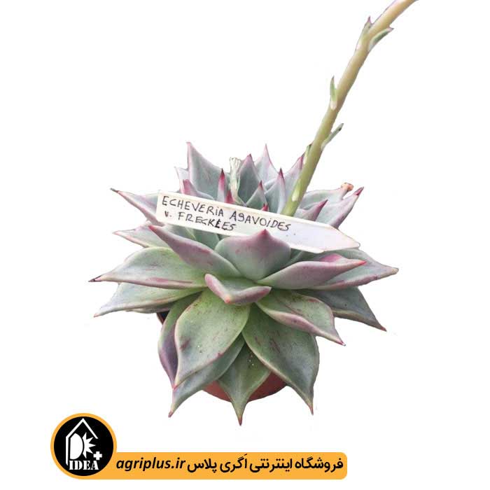 بذر ساکولنت Echeveria Agavoides Freckles