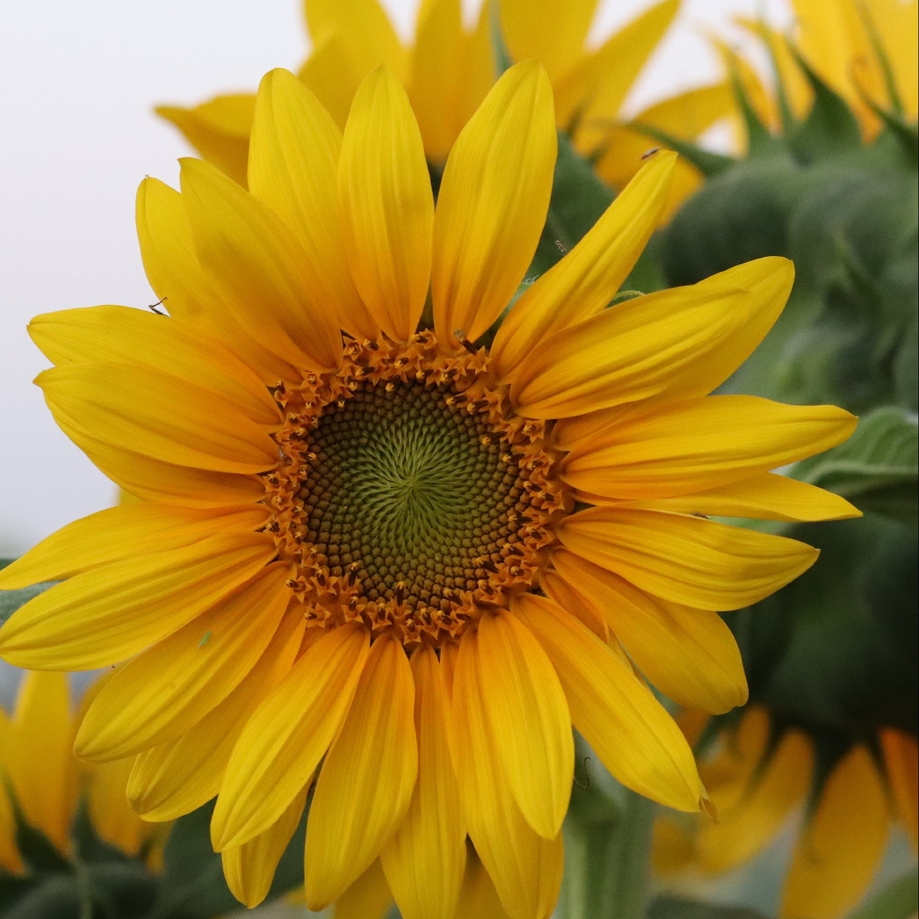 تابلو شاسی آفتابگردان