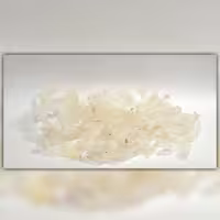 کتیرا سرگل کتیرا صدفی کتیرا خوراکی مبین بسته ی 10 گرمی 
