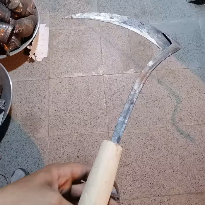 دسکاله جو درو و گندم درو