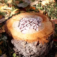 لوبیاچیتی تازه و خوش پخت( 1000گرم)