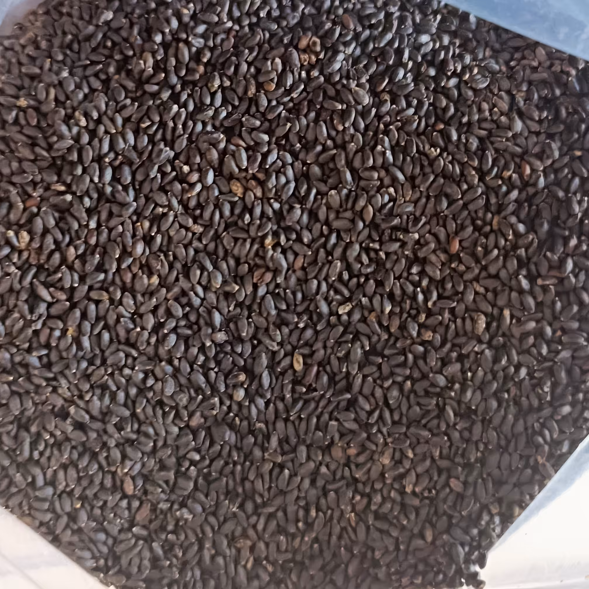 تخم شربتی سوپر ممتاز کیلویی 270