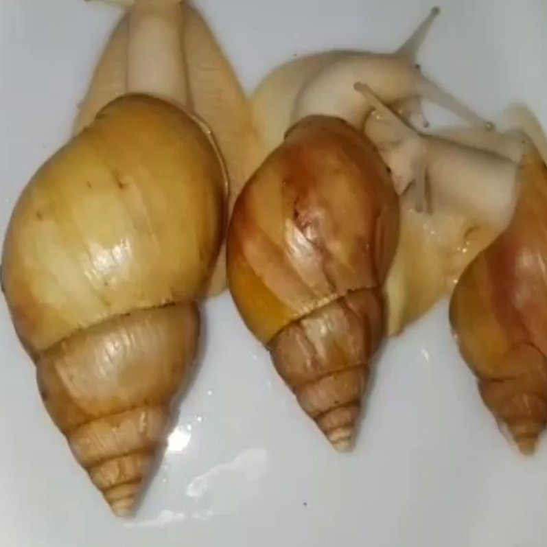 حلزون البینو