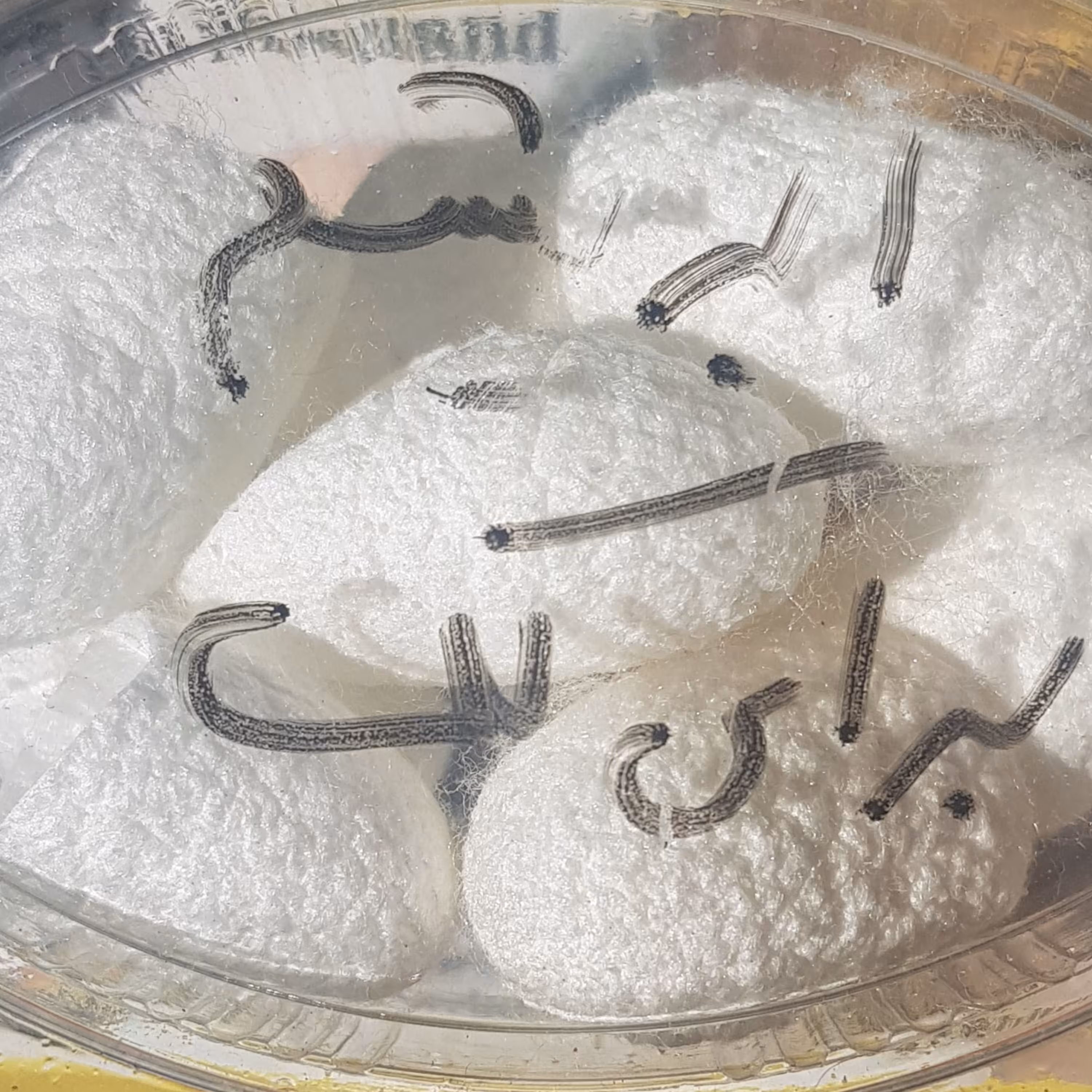 پیله ابریشم پاکسازی صورت