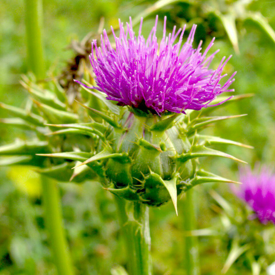 روغن خارمریم 30 سی سی 
