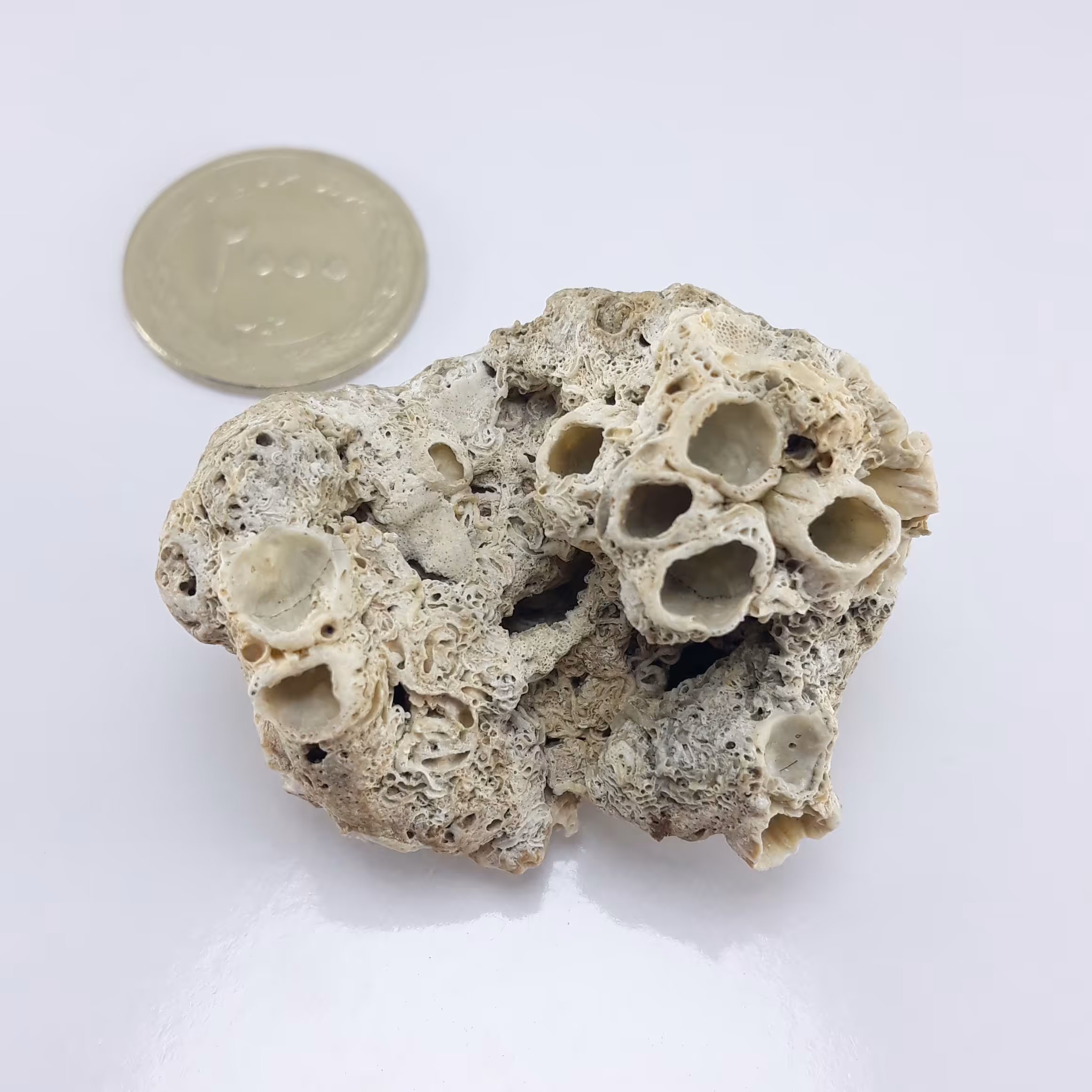 مرجان خاص و طبیعی 