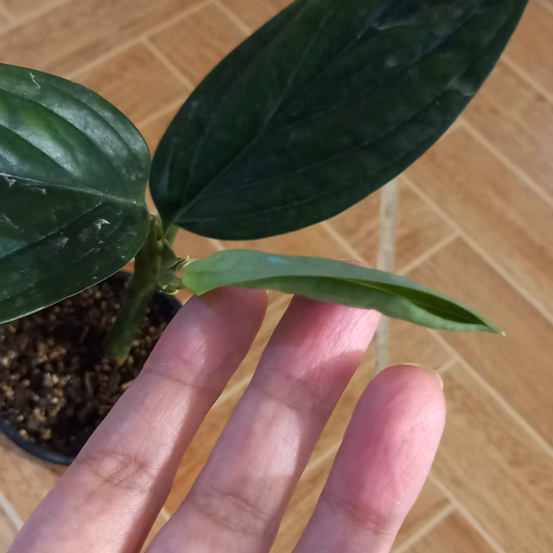 پتوس چروک (چرمی) سه برگه