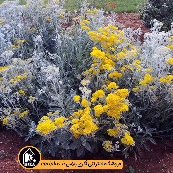 بذر گل ابری نقره ای بسته بندی خانگی