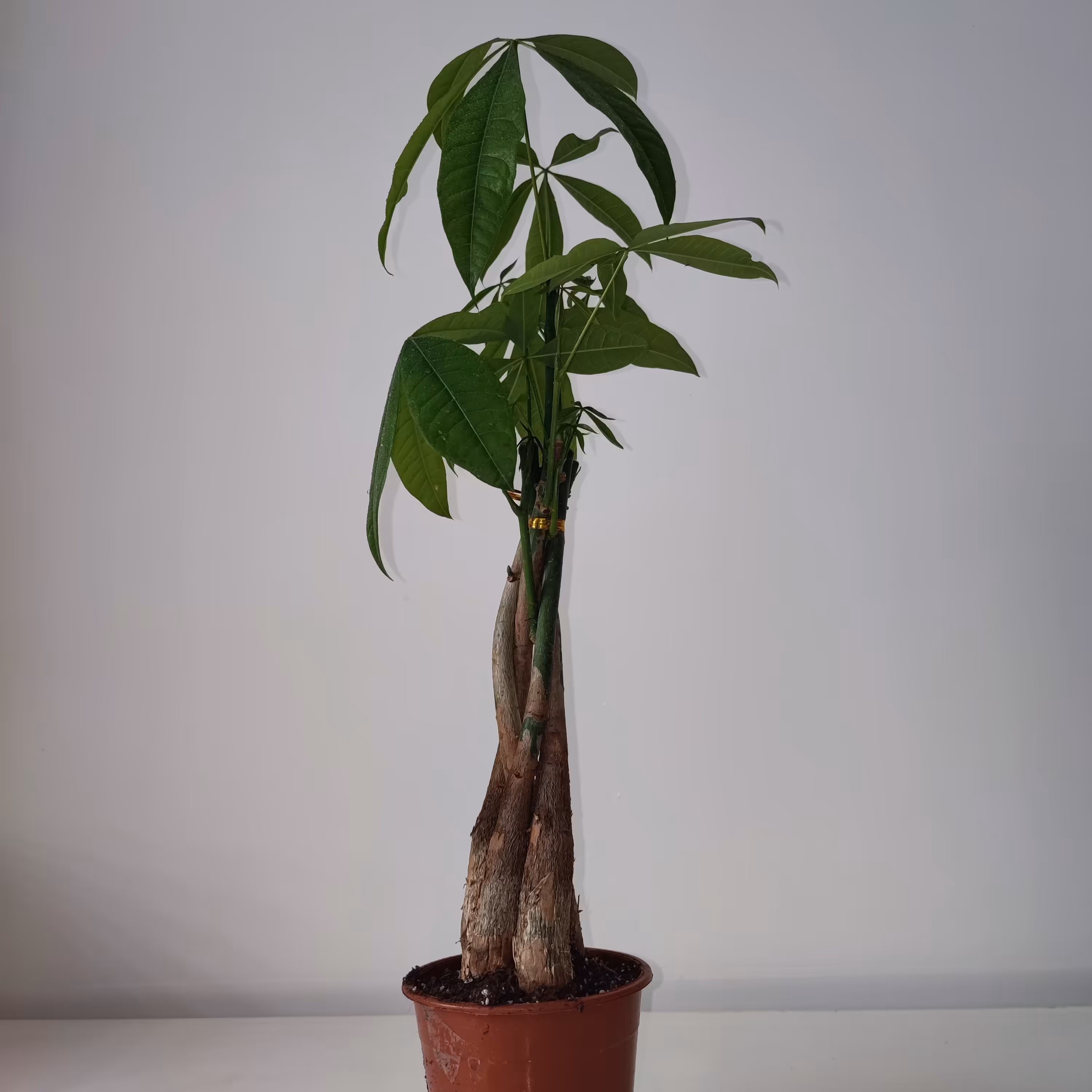 پاچیرا تنه بافت پنج تایی با گلدان سایز 12 ریشه پر برگ سالم بدون زدگی