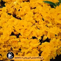 بذر گل میمولوس Magic مولر