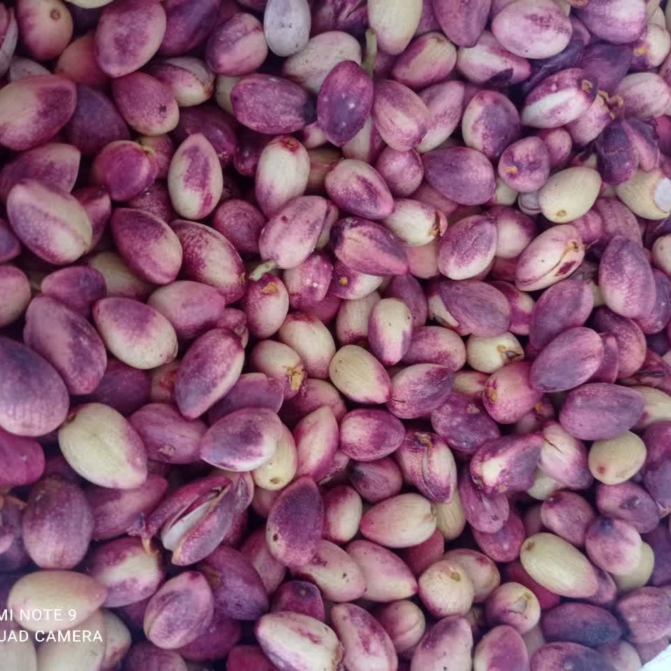 پسته تازه بسیار مرغوب از فیض آباد مه ولات بسته 8 کیلویی با ارسال رایگان