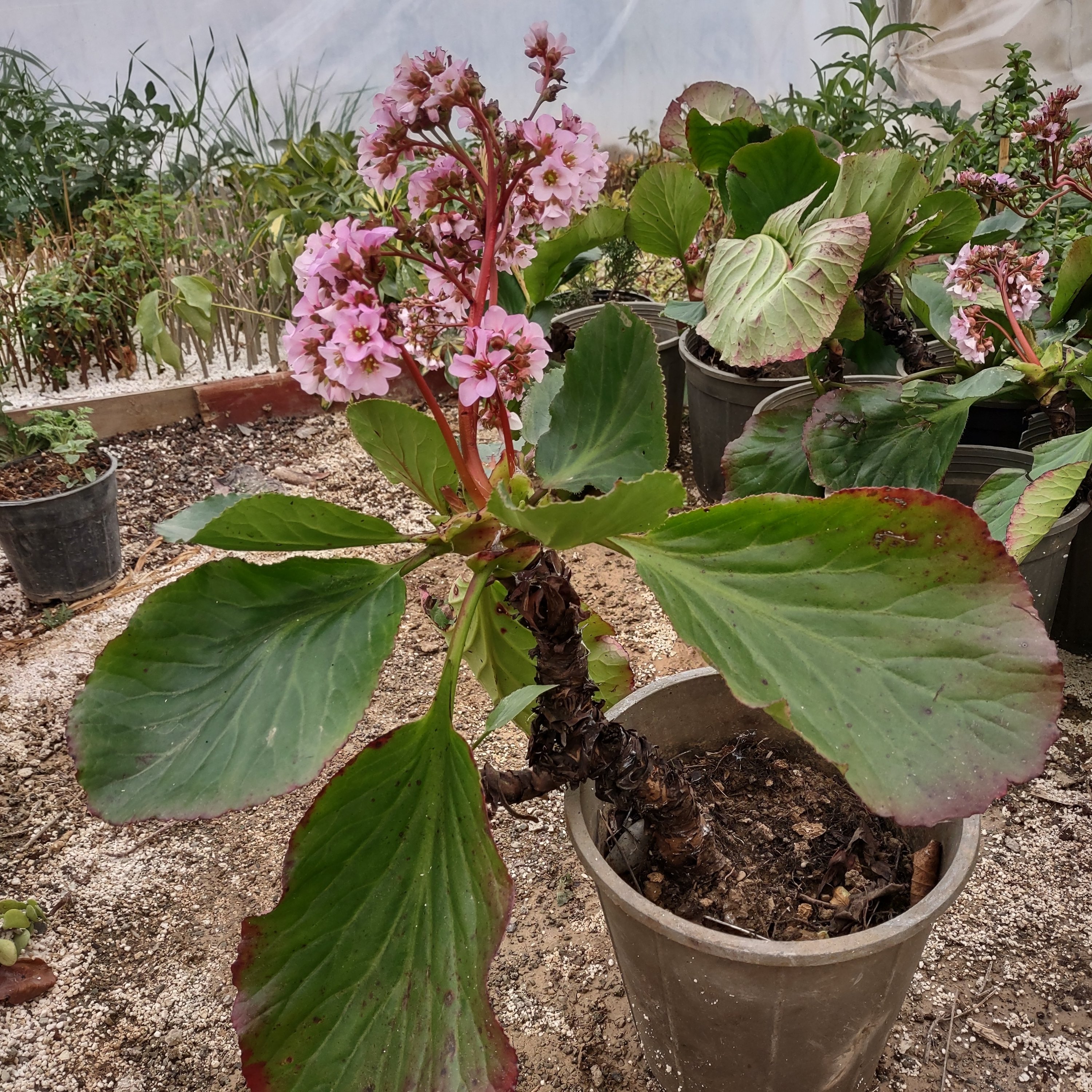 گل برگنیا یا ویرجینیا گل صورتی