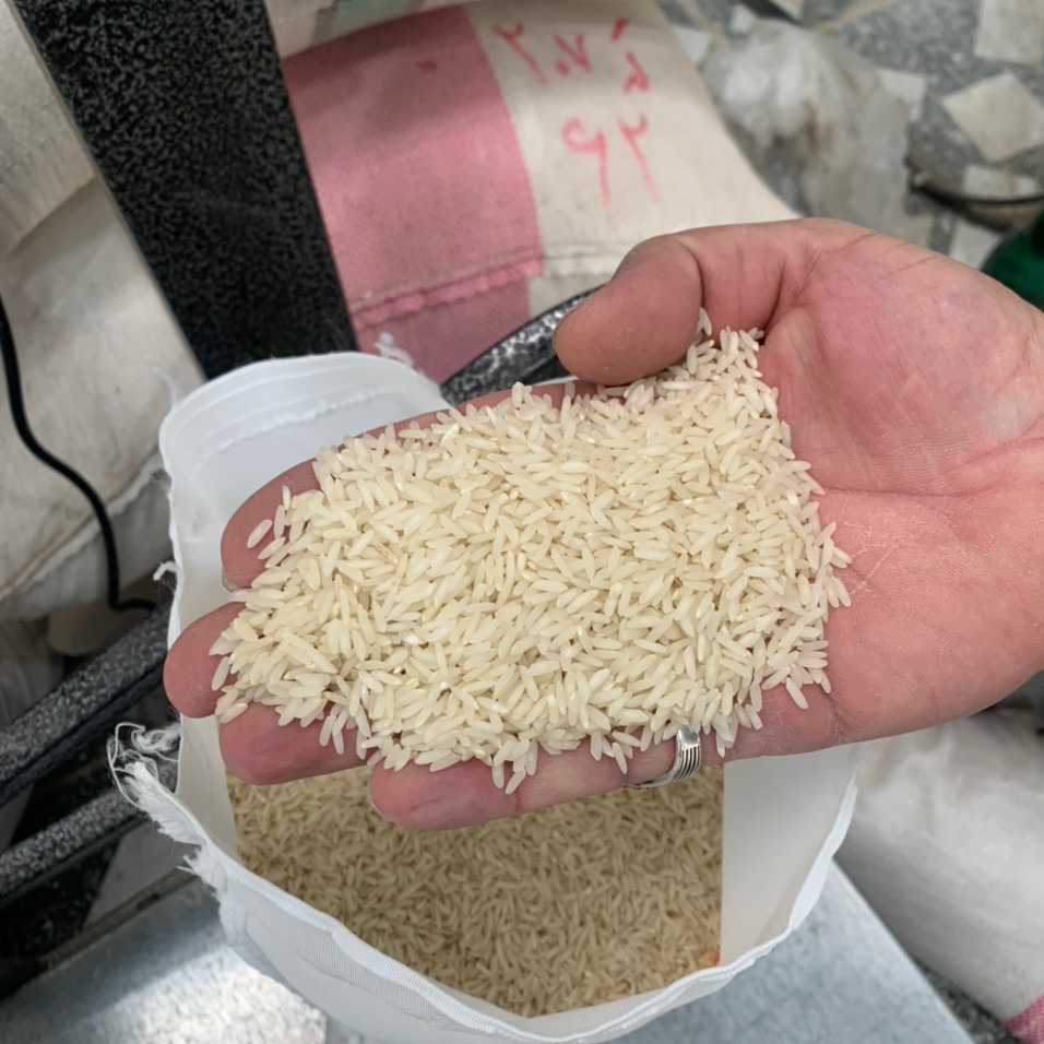 برنج گشت دوم طارم محلی بینام