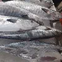 ماهی شیر  سایز متوسط صیدروز تازه