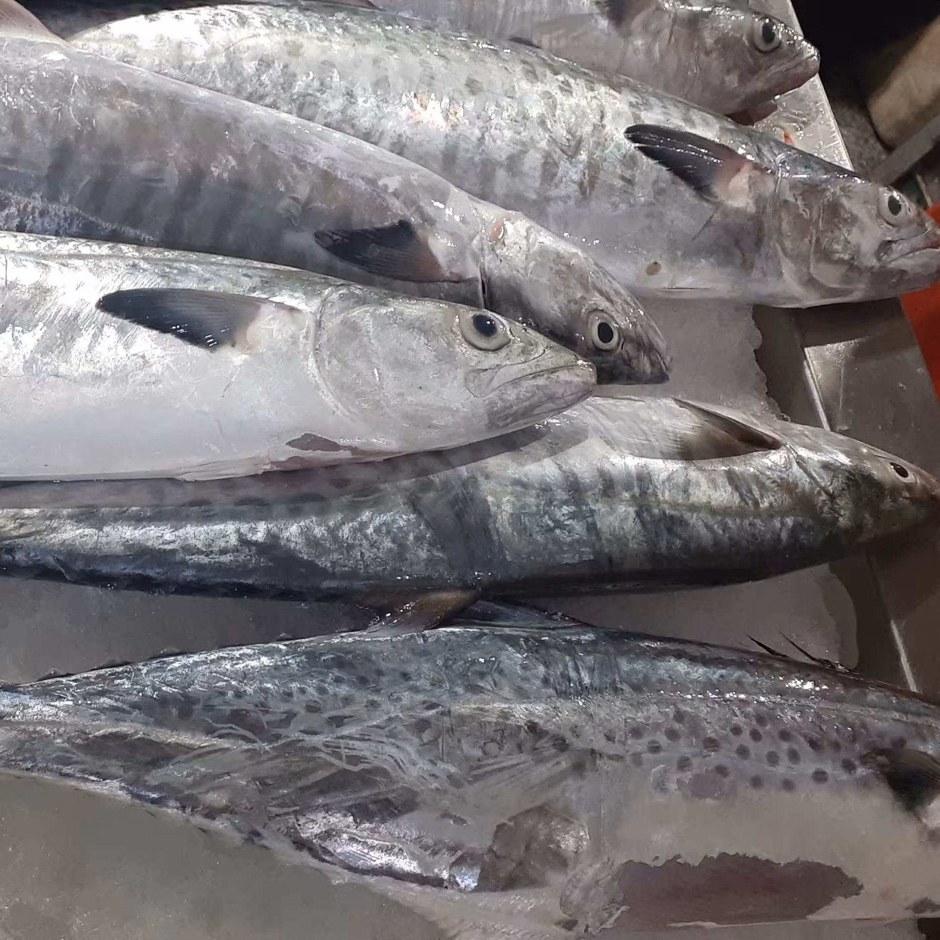 ماهی شیر  سایز متوسط صیدروز تازه