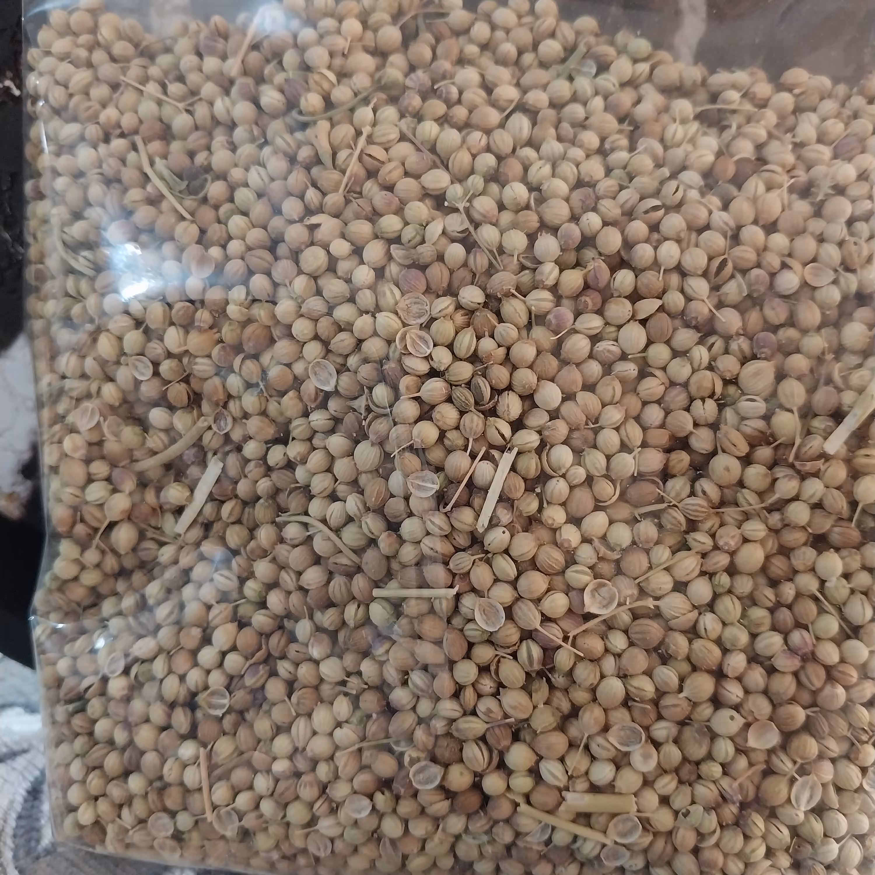 تخم گشنیز200گرمی