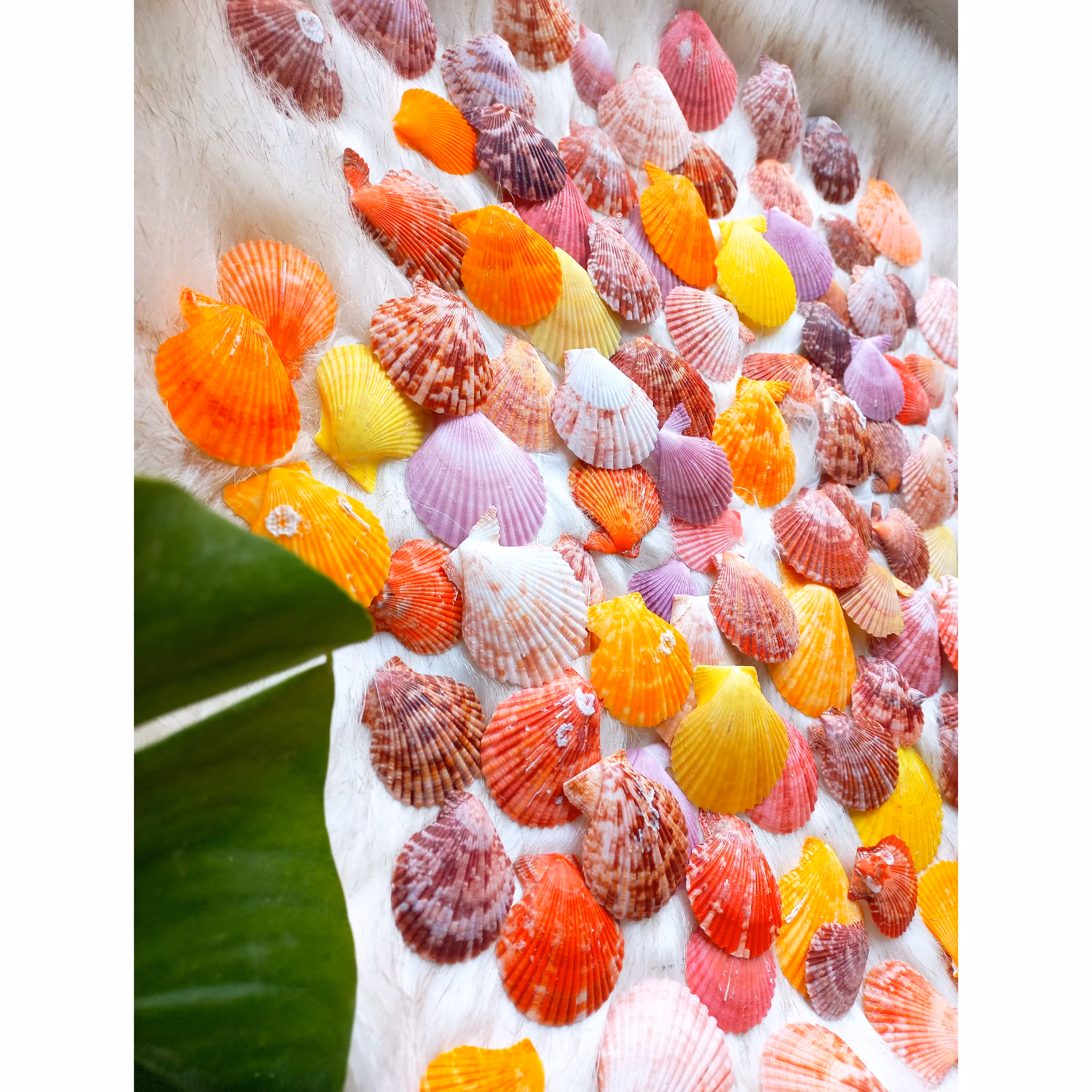 صدف  وارداتی دو کفه ایی 