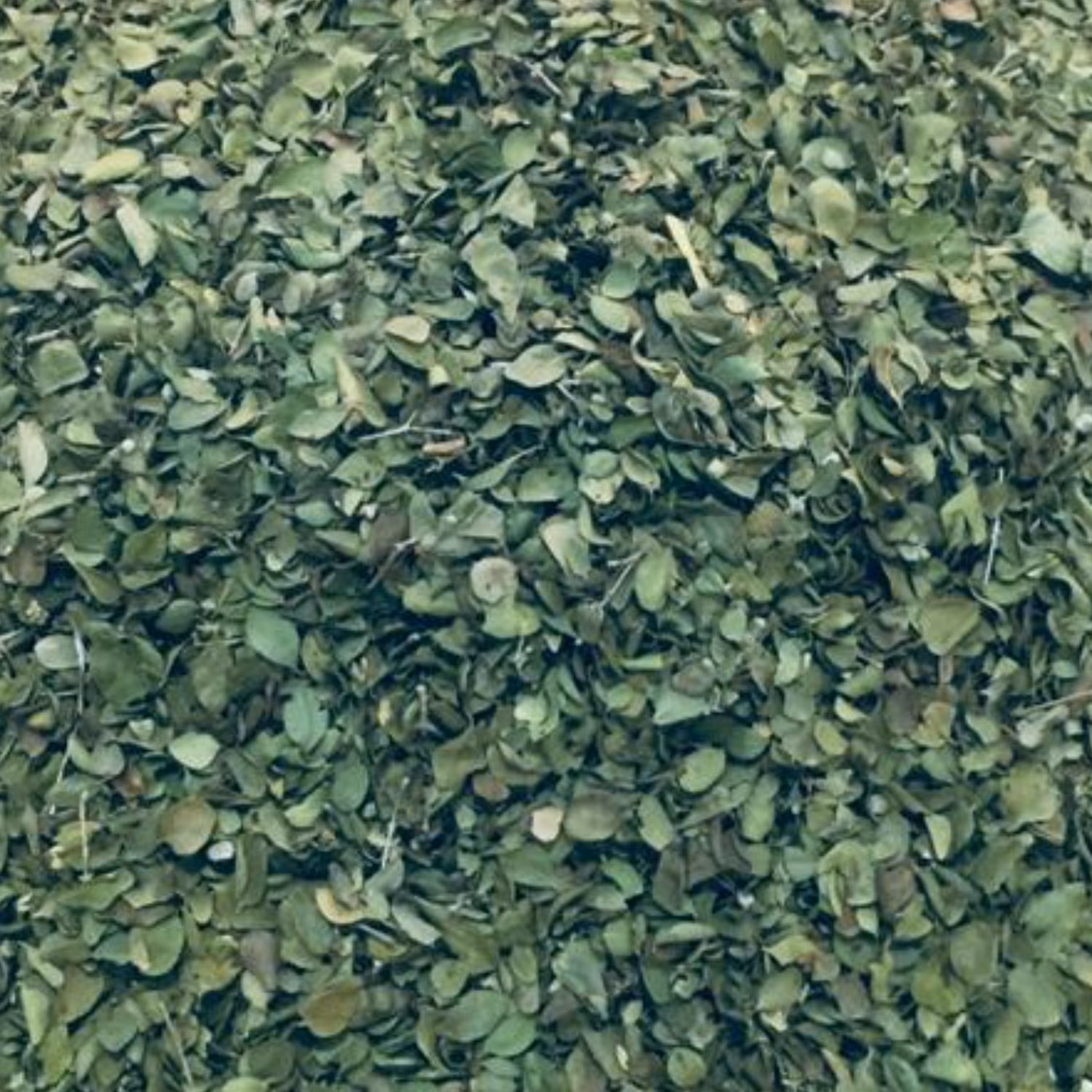 اویشن برگ پهن اعلا