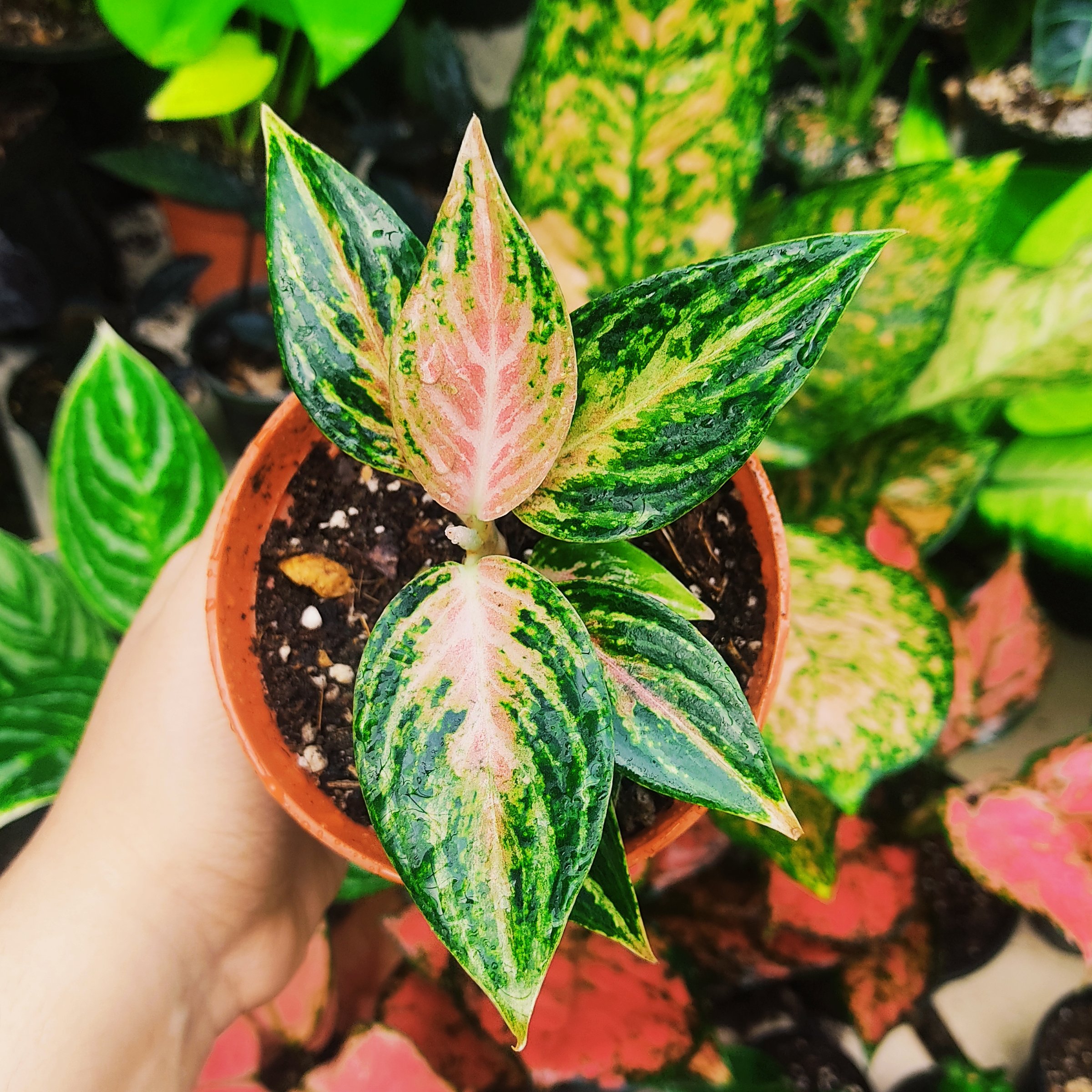 آگلونما جایپونگ (واریته خاص) تک بوته گلدان 8