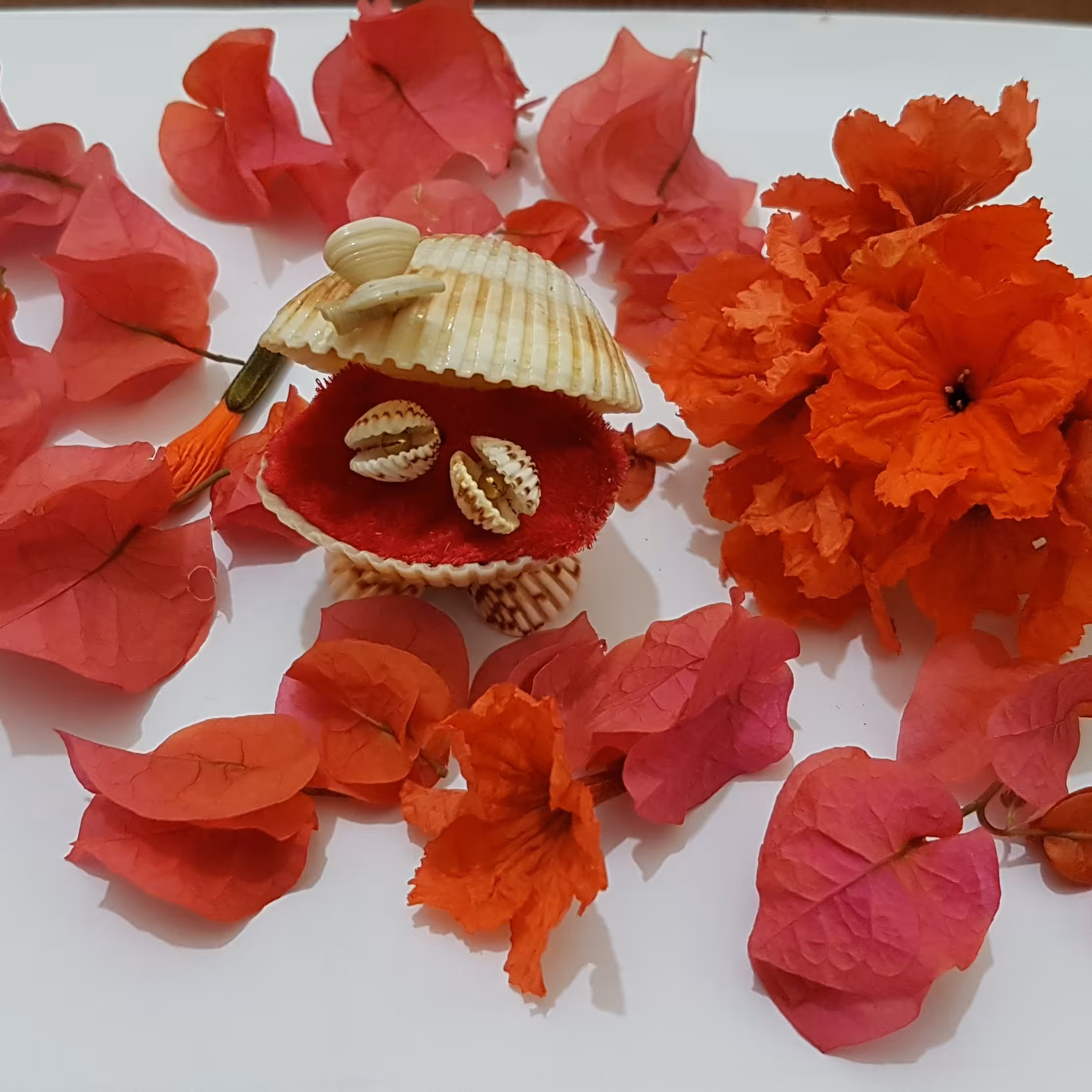 گیفت هدیه گوشواره صدفی