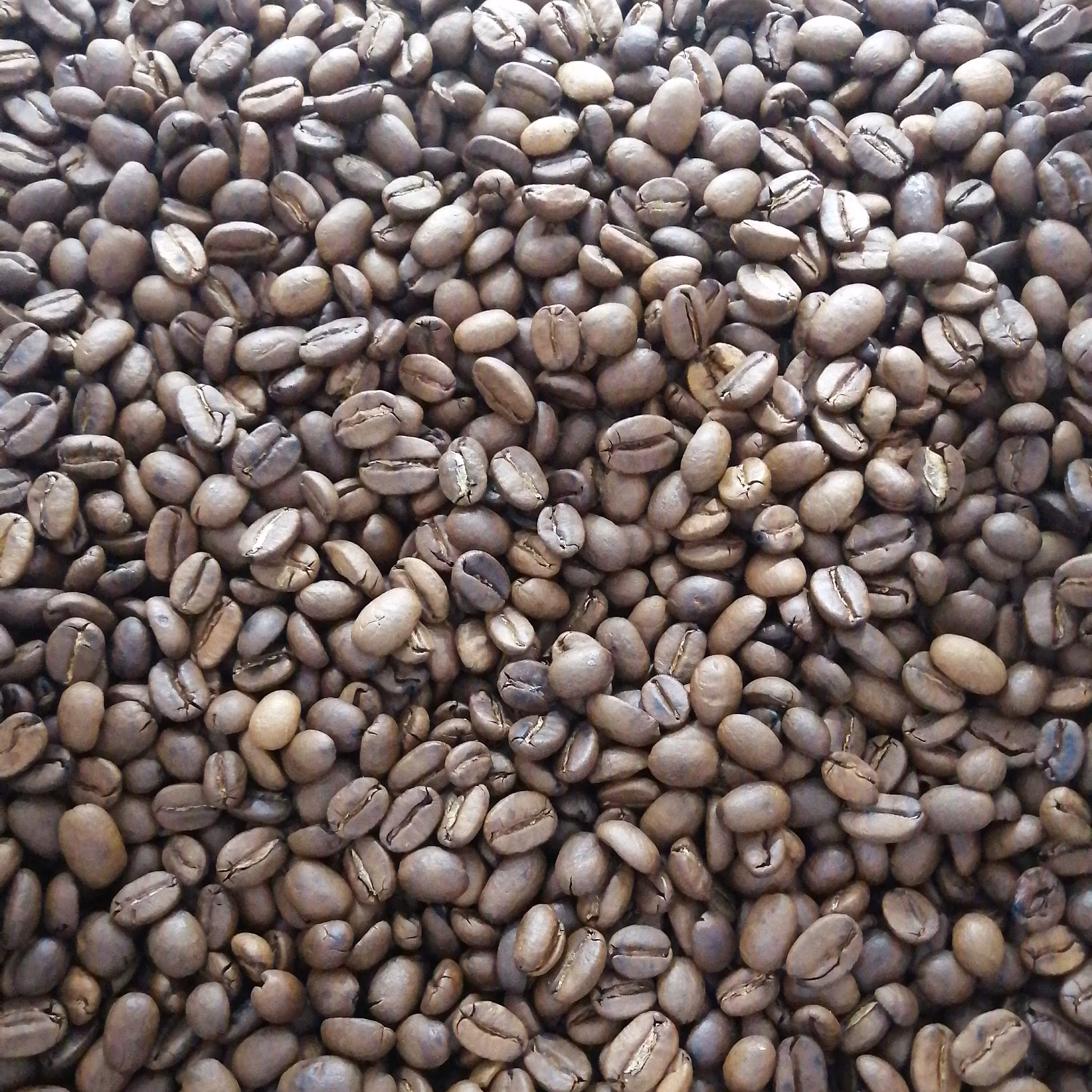 قهوه سوماترا... عربیکا بسته 500 گرمی