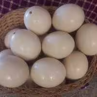 پوکه تخم شترمرغ