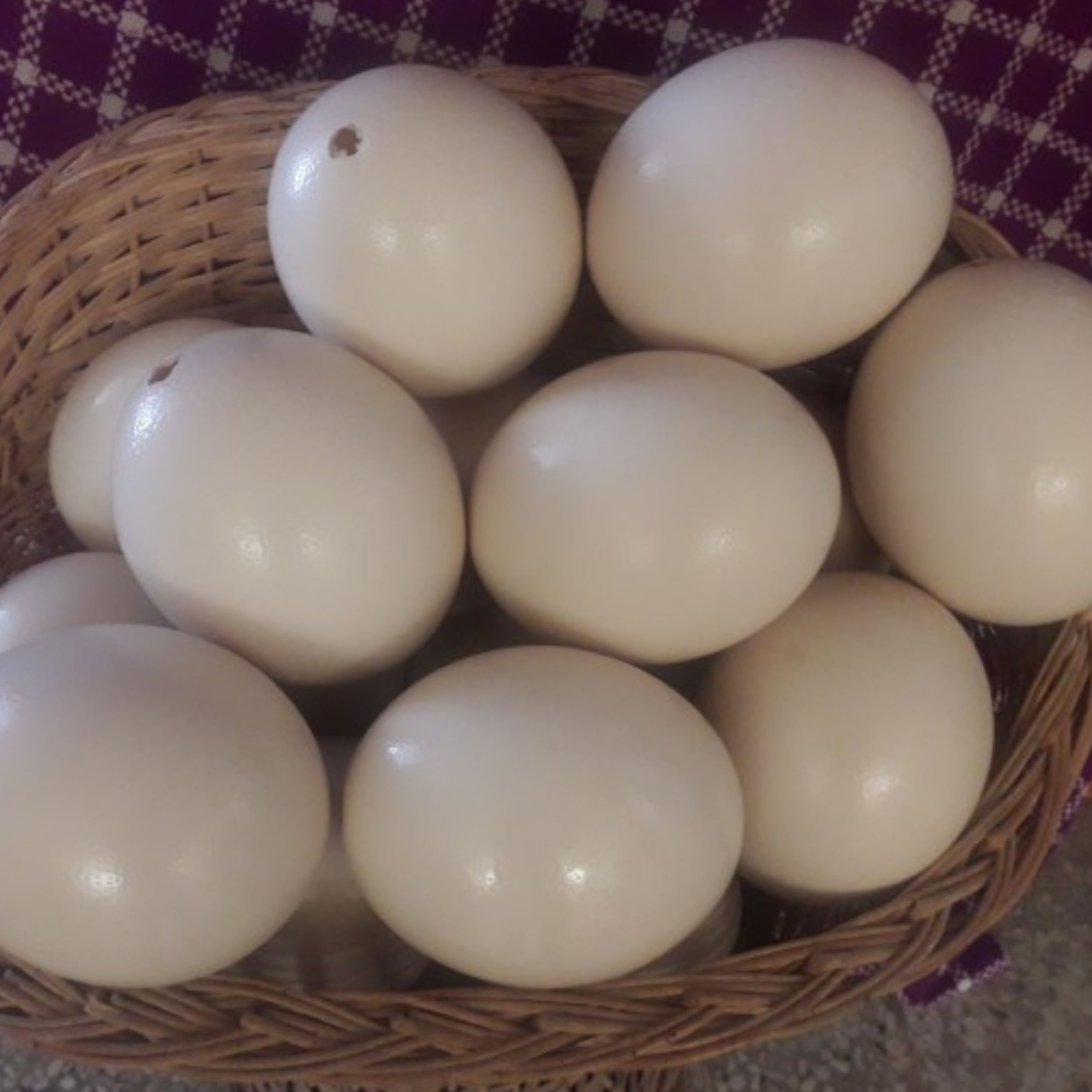 پوکه تخم شترمرغ