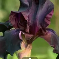گل زنبق سیاه وارداتی