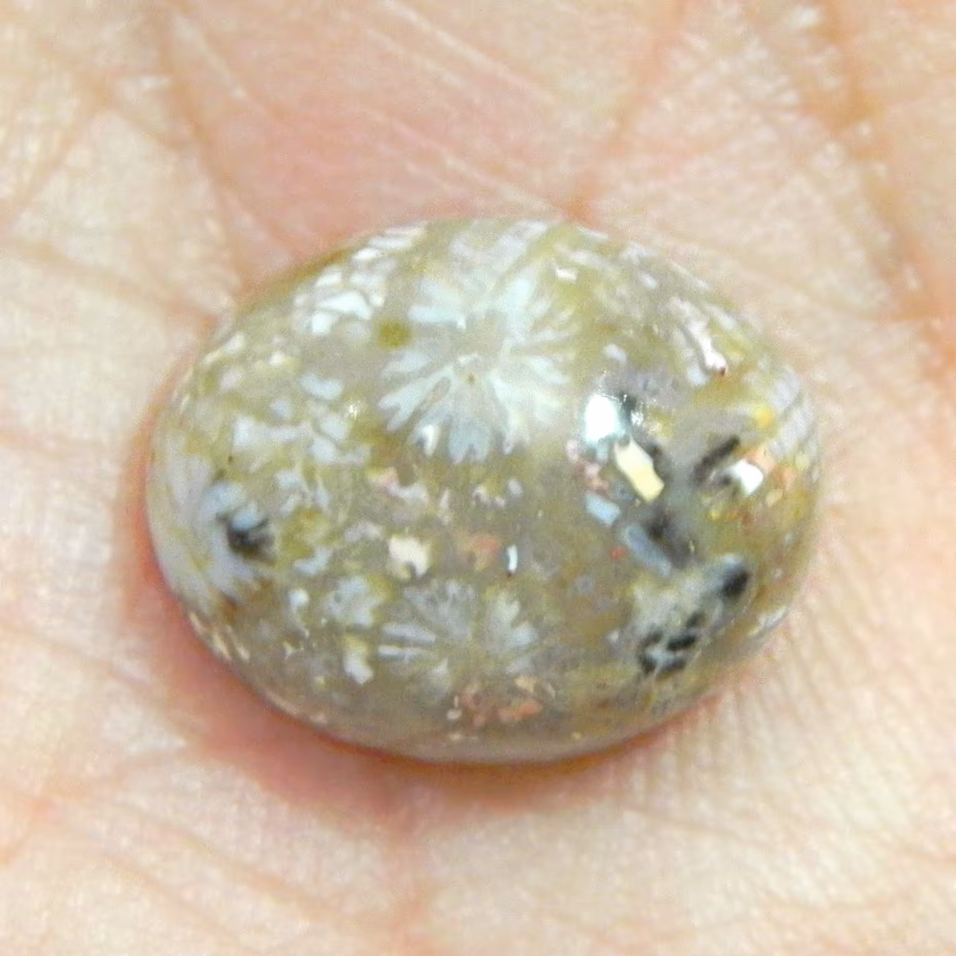 نگین سنگ فسیل مرجان دریایی اصل معدنی تراش بیضی دامله مناسب انگشتری کد1