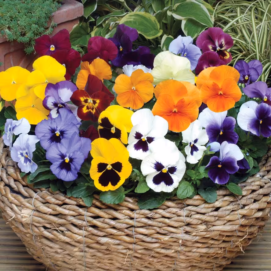 بذر گل بنفشه (30 بذر )