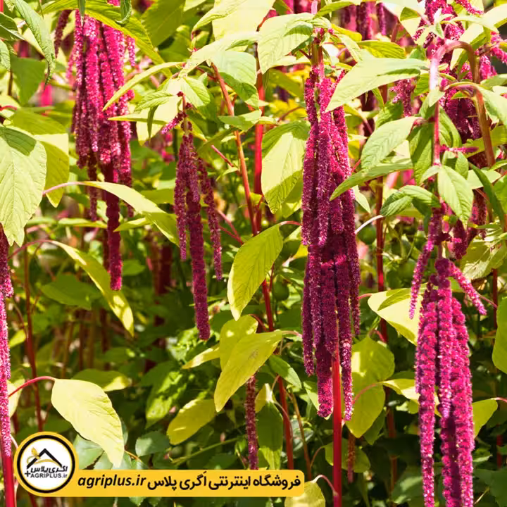 بذر گل آمارانتوس