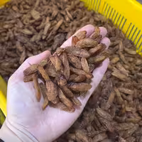 مویز مُنقّای شمشیری لوکس کارتن یک کیلویی(1000گرم خالص)