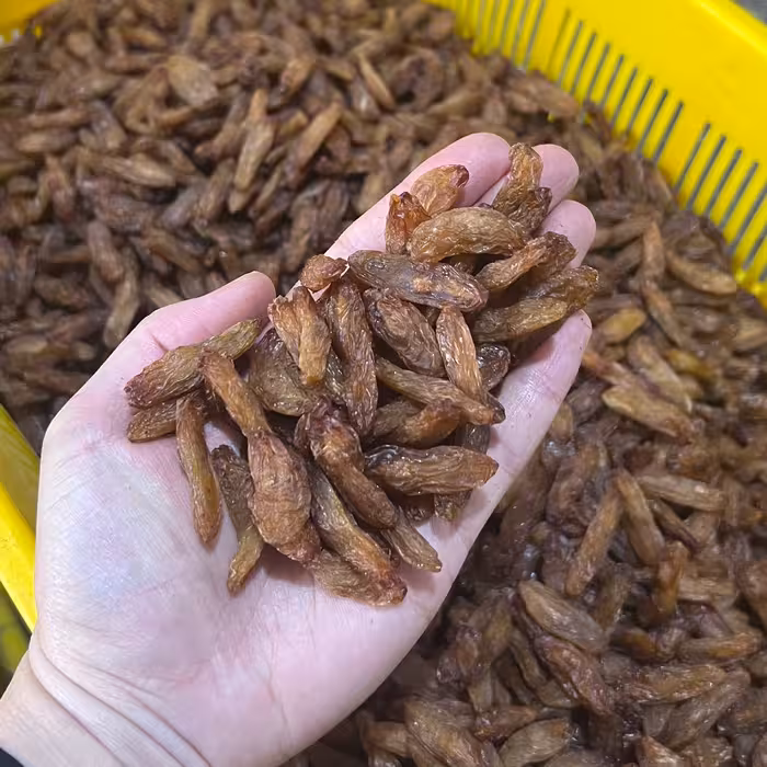 مویز مُنقّای شمشیری لوکس کارتن یک کیلویی(1000گرم خالص)