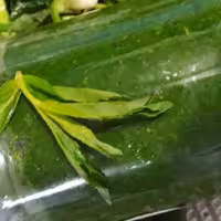 دلال ماست یا نمک سبز یادلار